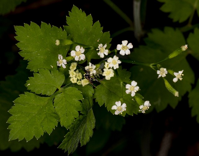Osmorhiza berteroi 18-9424.jpg